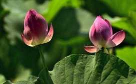 https://m.xinjingrm.com/dtmopic/czyn/141929.html