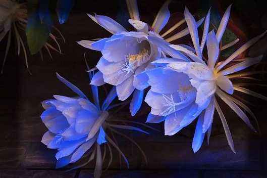 没有俗谛，就没有真谛