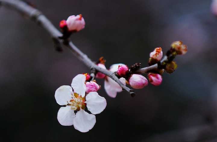 莲花生大士心咒诵法