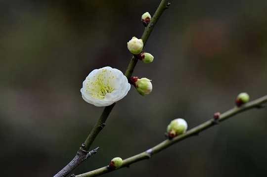 诵妙法莲华经怎么回向